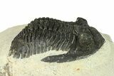 Bargain, Hollardops Trilobite Fossil - Ofaten, Morocco #287473-3